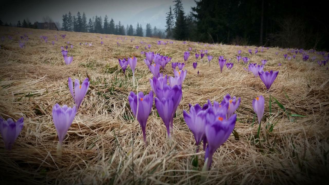 Spanie Po Zboju Kościelisko Exteriör bild